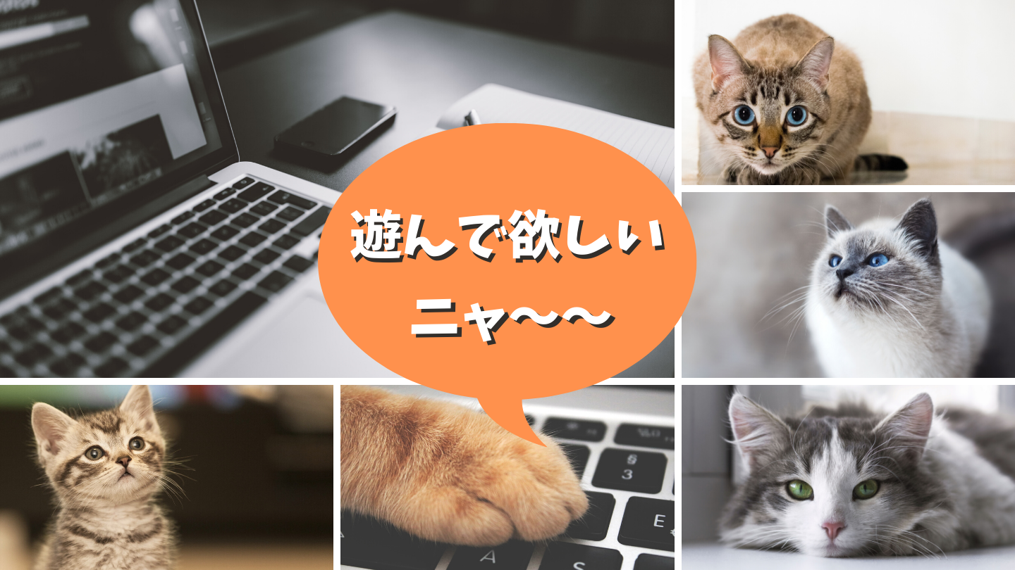 自宅で仕事をしていると猫が邪魔を 効果的な猫対策とは 在宅勤務 サブスク生活